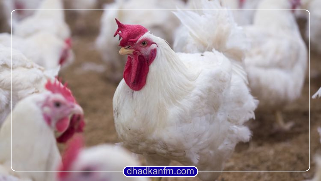 नेपालमा बर्डफ्लुको महामारी : १ लाख ३० हजारभन्दा बढी पंक्षी नष्ट